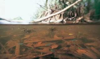 花语是向死而生的花