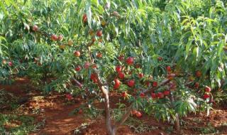 一颗桃树苗多少钱 一颗桃树苗多少钱